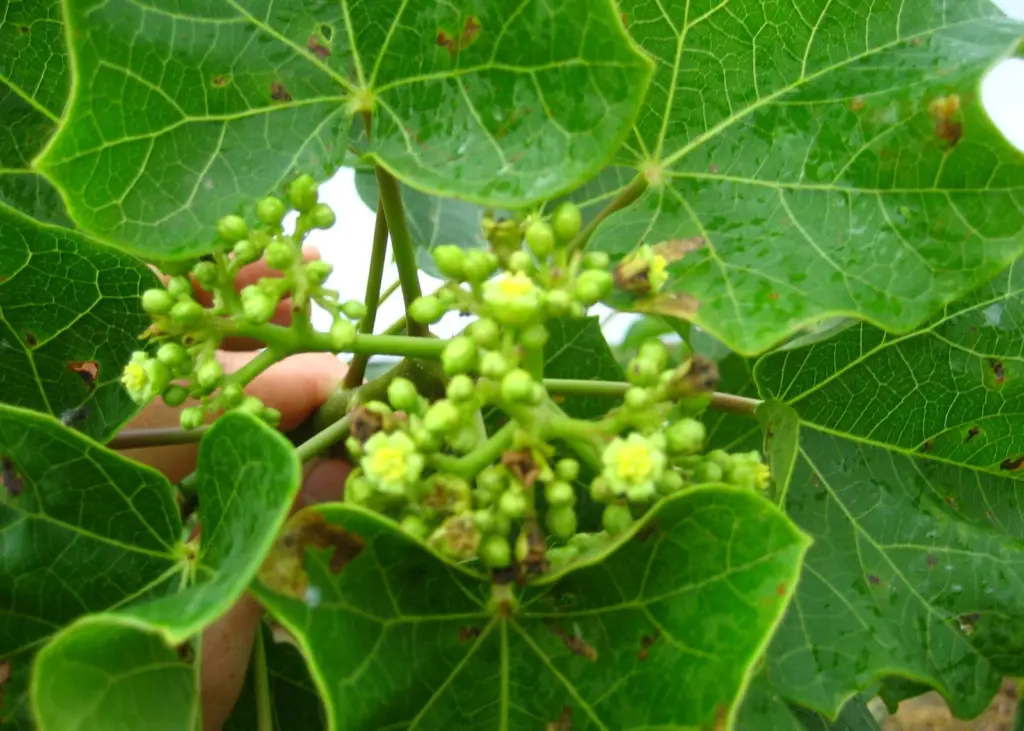 Jatropha: Is a leafy shade of Green the answer?