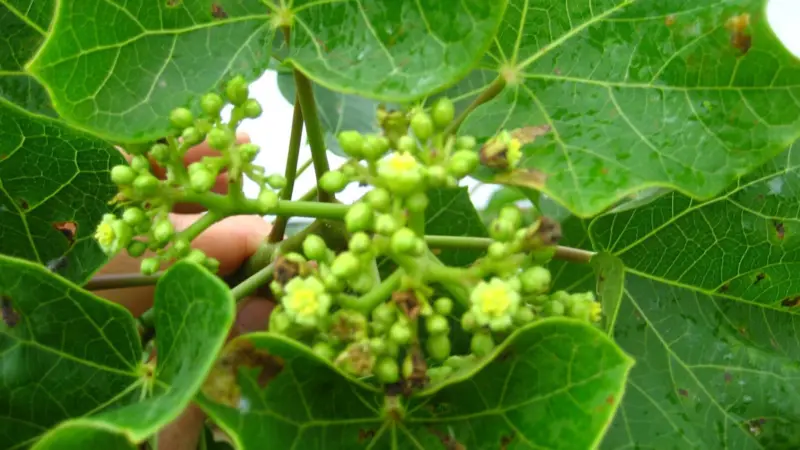 Jatropha: Is a leafy shade of Green the answer?