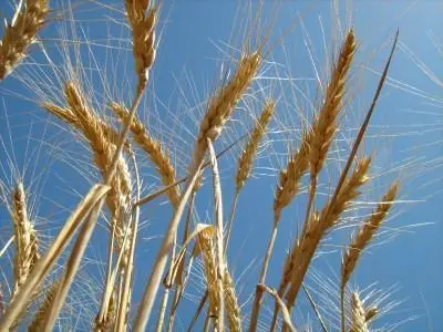 The picture isn’t so golden for some of Western Australia’s wheat ports