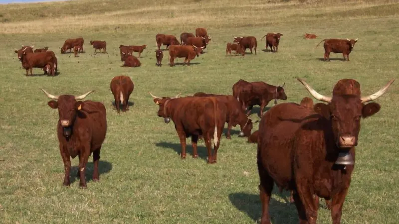 Economists, famed for their herd instincts, seem to have broken ranks