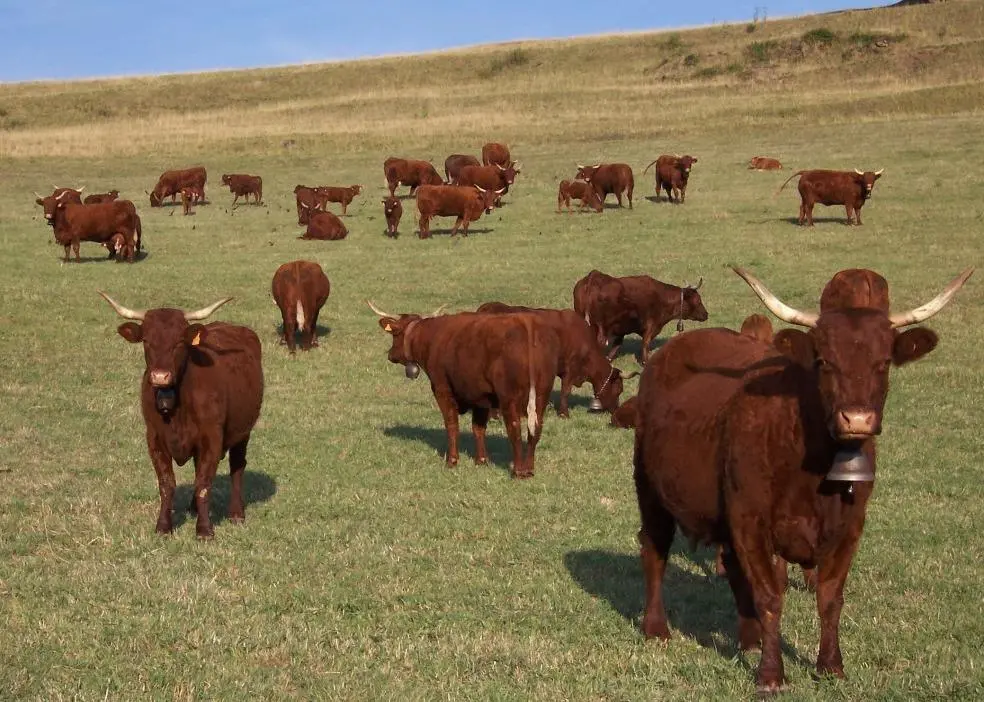 Economists, famed for their herd instincts, seem to have broken ranks