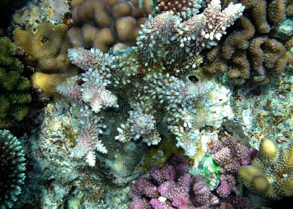 Coral reefs in the path of proposed port dredging raise an environmental red flag Credit: Brocken Inaglory