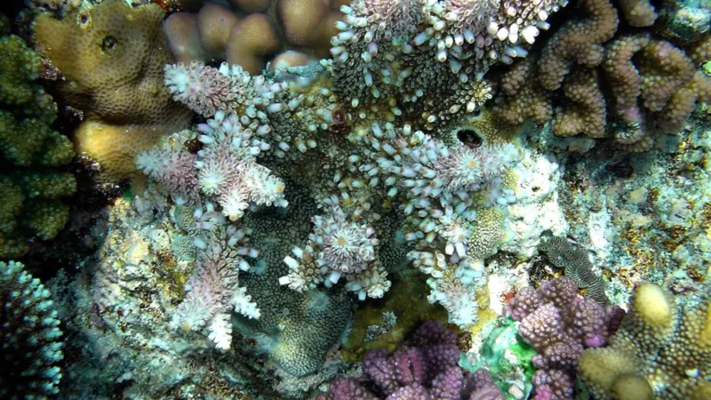 Coral reefs in the path of proposed port dredging raise an environmental red flag Credit: Brocken Inaglory