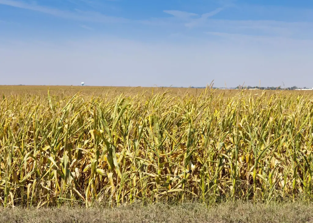 A drought in the US had a devastating effect on crops and forecasts