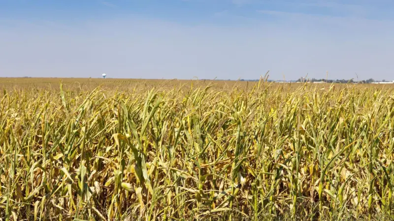 A drought in the US had a devastating effect on crops and forecasts