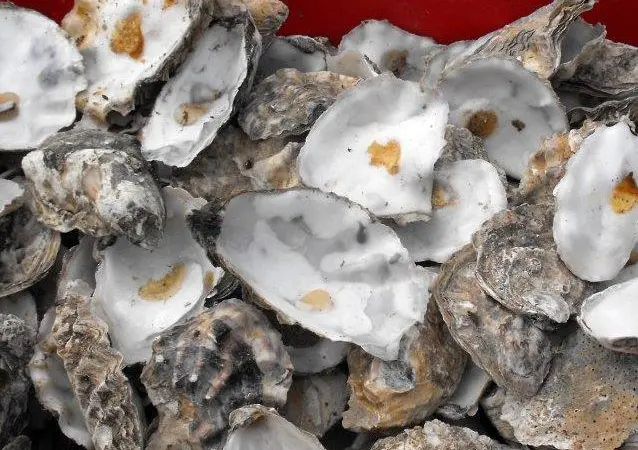 Oysters can provide 'services' that can outweigh their harvest value  Photo: © Penny Mayes/CC BY-SA 2.0