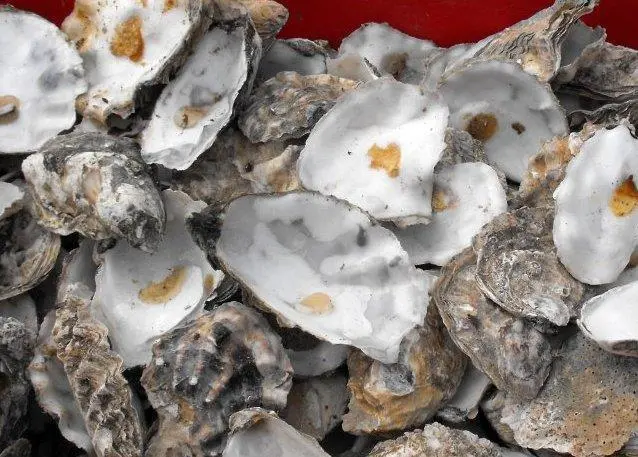 Oysters can provide 'services' that can outweigh their harvest value  Photo: © Penny Mayes/CC BY-SA 2.0
