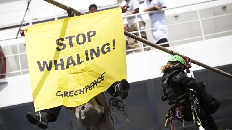 Rotterdam sees any link to whaling as detrimental to the port Photo: Daniel Mueller/Greenpeace