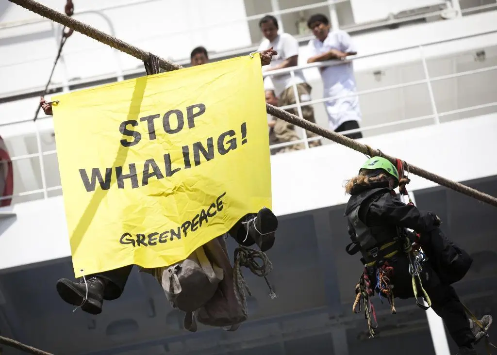 Rotterdam sees any link to whaling as detrimental to the port Photo: Daniel Mueller/Greenpeace