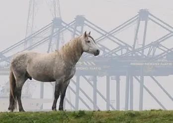 00_99092_Port-of-Antwerp-environmental-web