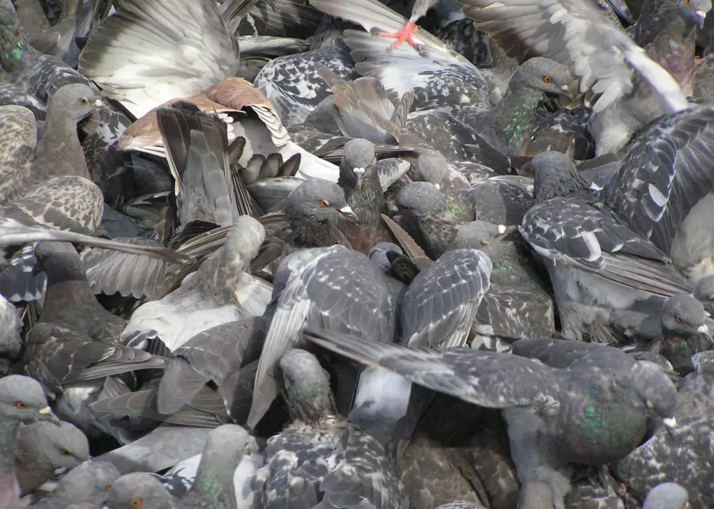 Grub's up: Pigeons bring mess and a slip risk along with their feeding frenzy. Photo: SMerikal