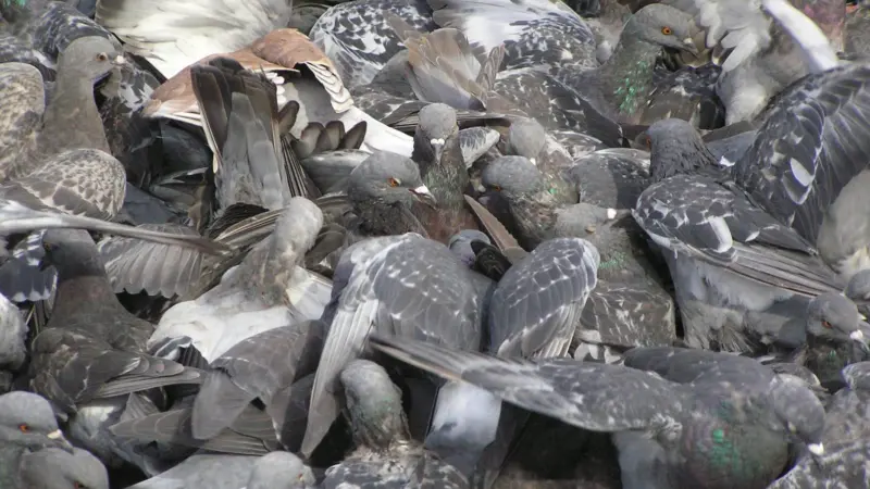 Grub's up: Pigeons bring mess and a slip risk along with their feeding frenzy. Photo: SMerikal