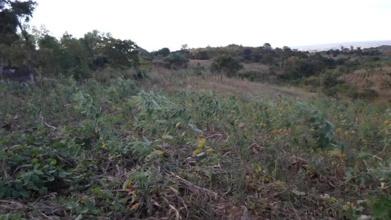 Malawi’s Shire River Basin is the country’s single most important water resource Photo: Mott MacDonald