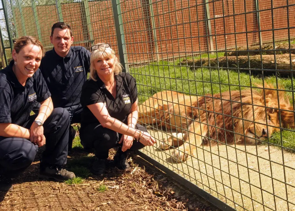 The ropes have been recycled for use as scratch posts by lions and leopards in a big cat sanctuary in Kent, UK