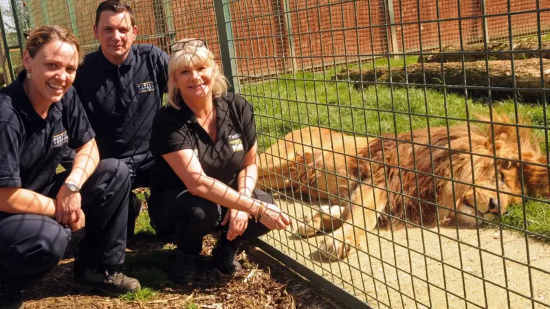 The ropes have been recycled for use as scratch posts by lions and leopards in a big cat sanctuary in Kent, UK