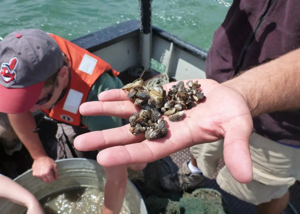 Stuck: quagga mussels are one of many foreign invaders in global ports. Credit: Lyndsey Manzo