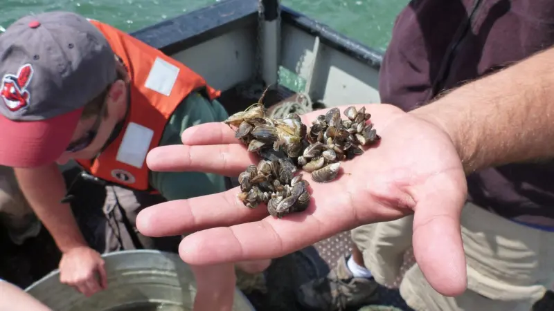 Stuck: quagga mussels are one of many foreign invaders in global ports. Credit: Lyndsey Manzo