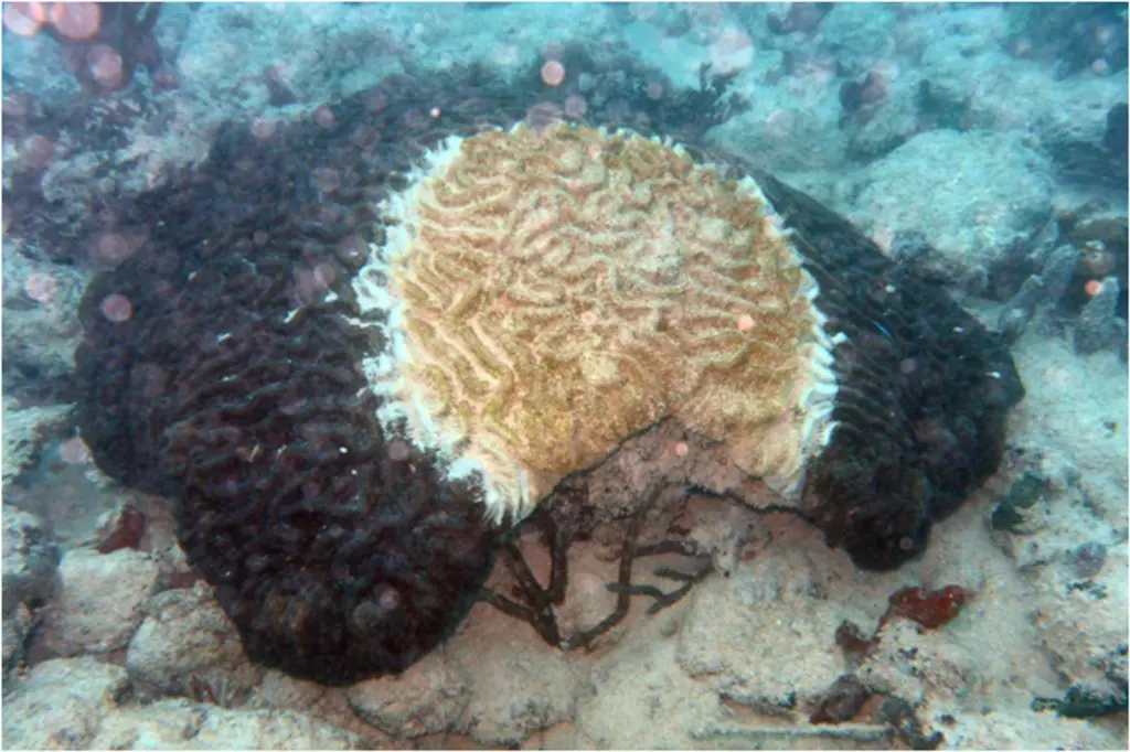Issues: the NMFS report allegedly has a number of erroneously labelled pictures: this is an example of white plague disease, not sedimentation mortality