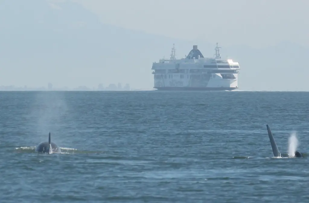 The Vancouver Fraser Port Authority tries to balance operational needs of the port with its desire to limit noise impactsPhoto: Joan Lopez