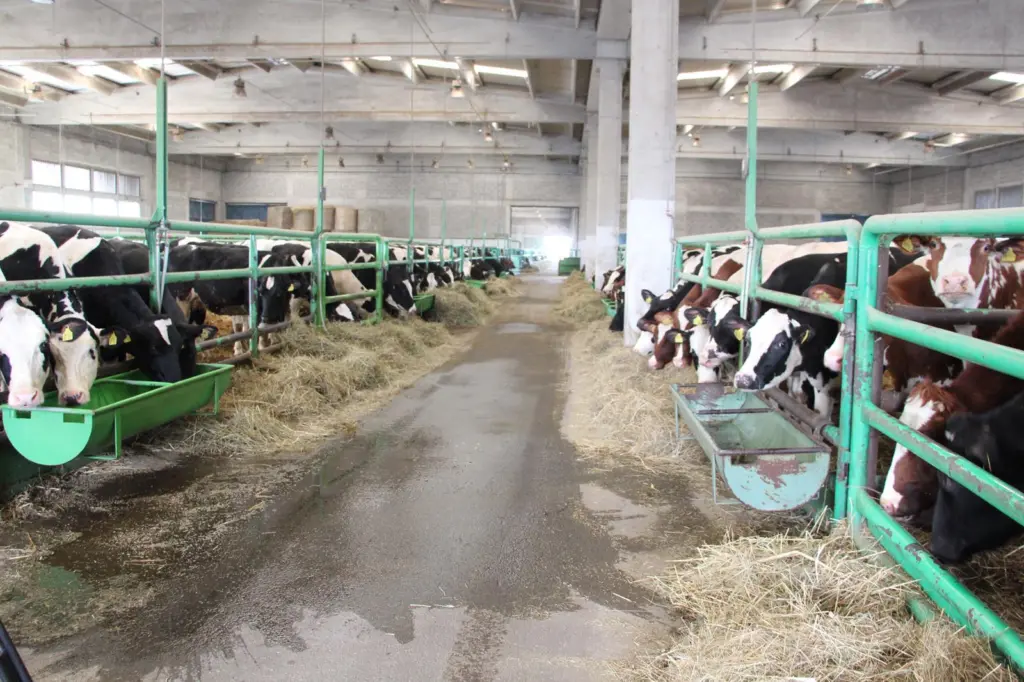 Cattle country: livestock present unique handling challenges. Credit: Port of Koper