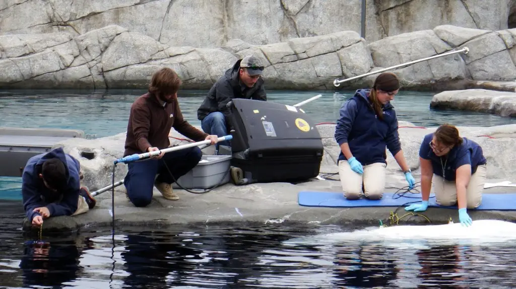Whale watching: NOOAA Fisheries runs tests to understand the effect of shipping noise on beluga hearing and communication masking. Credit: NOAA Fisheries