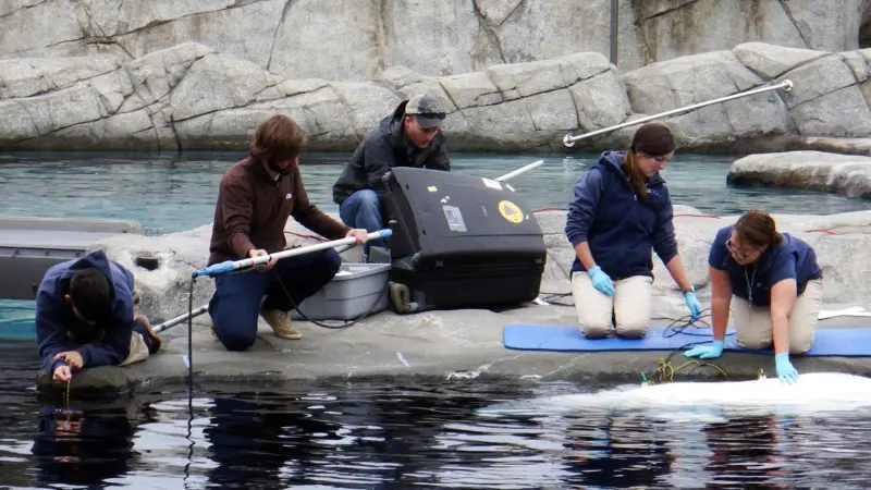 Whale watching: NOOAA Fisheries runs tests to understand the effect of shipping noise on beluga hearing and communication masking. Credit: NOAA Fisheries