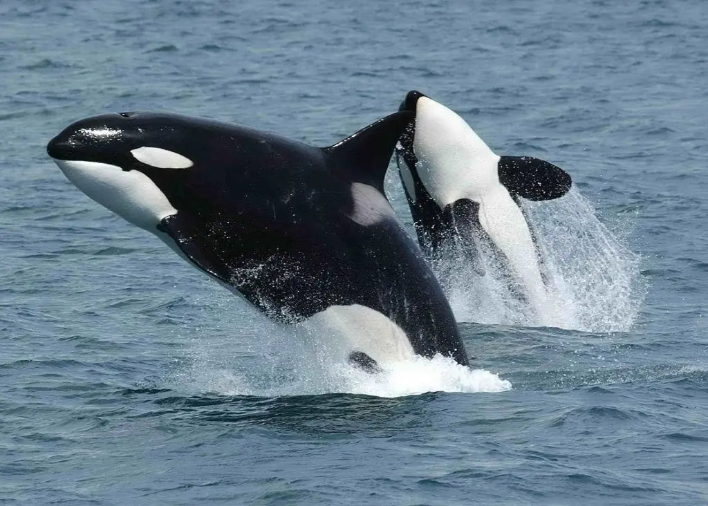killer whales