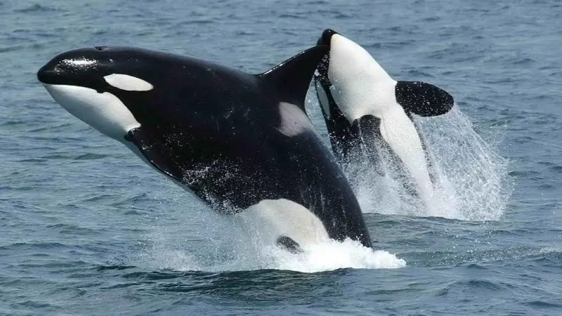 killer whales
