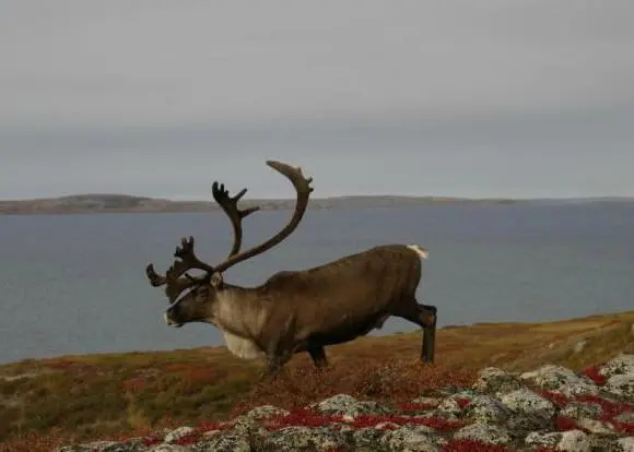 The proposed road would cut into the Bathurst caribou herd’s calving ground