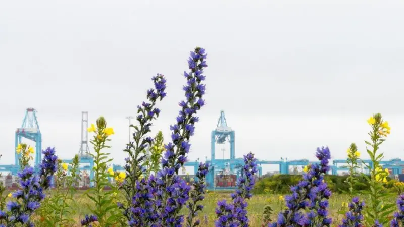 The port authority has created a new colony of honey bees on the Maasvlakte Photo: Willem van Kasteren (HbR)/Port of Rotterdam