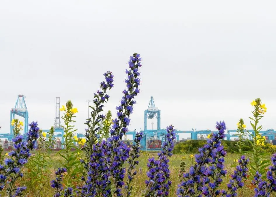 The port authority has created a new colony of honey bees on the Maasvlakte Photo: Willem van Kasteren (HbR)/Port of Rotterdam