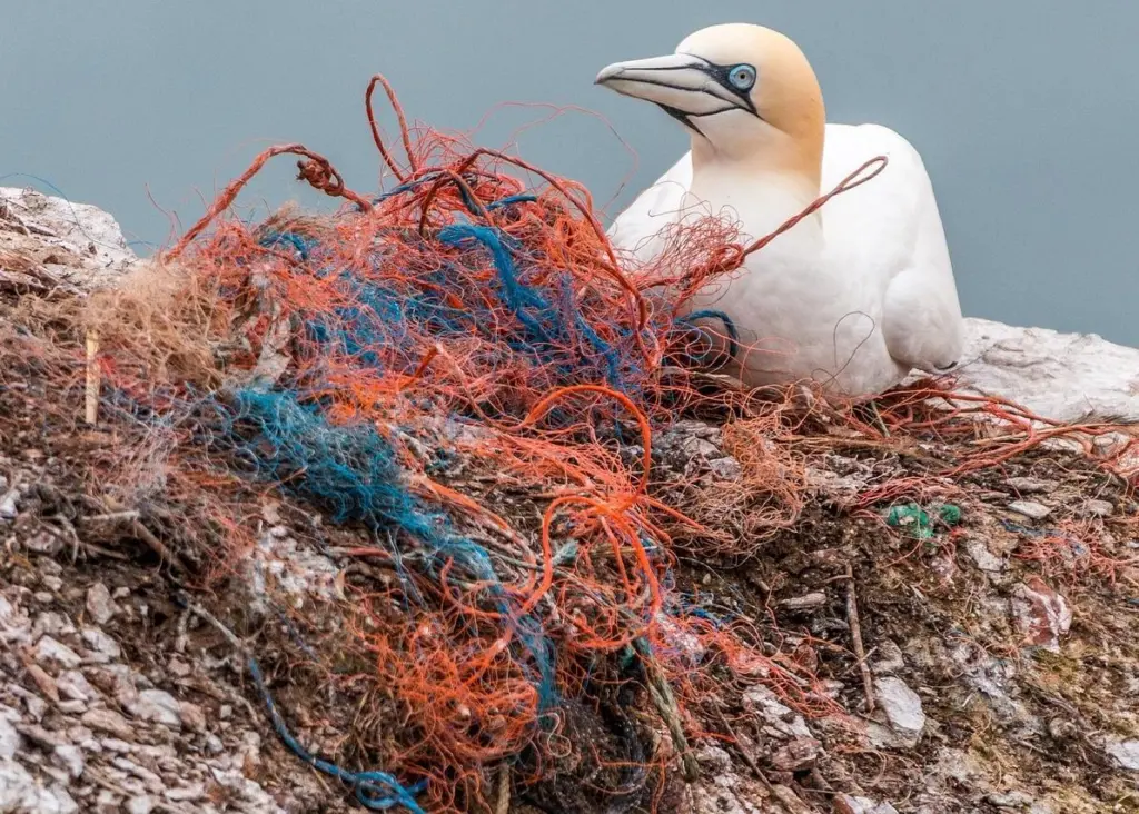 plastic waste