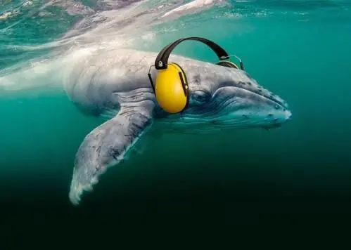 Whale wearing ear defenders