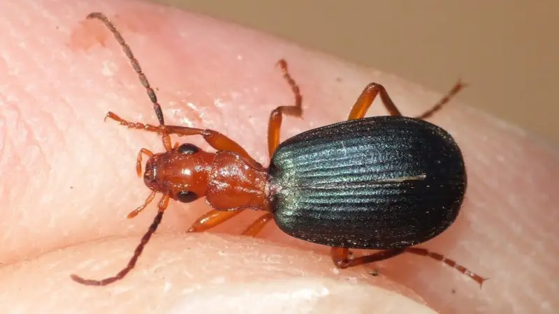 beetle
