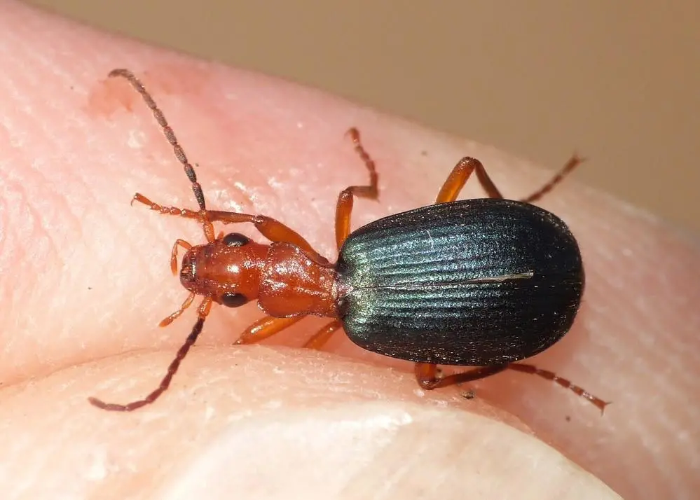 beetle