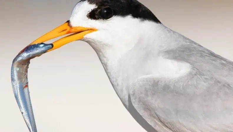 Fairy tern