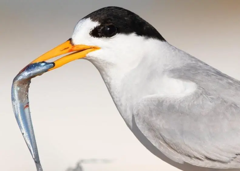 Fairy tern