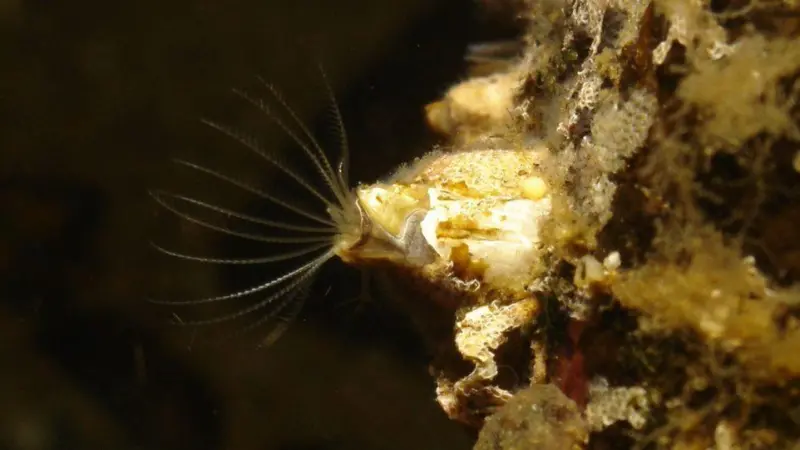 Idling is a huge risk for ships when it comes to barnacle colonisation on the hull Photo: I-Tech