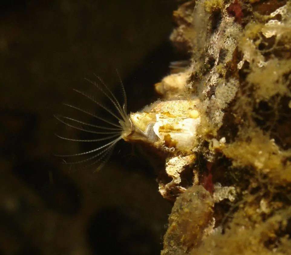 Idling is a huge risk for ships when it comes to barnacle colonisation on the hull Photo: I-Tech