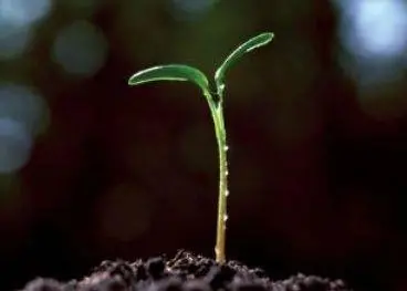 green shoots