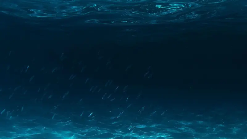 Sustainable Ocean Principles