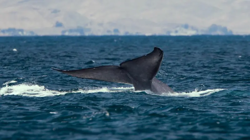 The Port of Hueneme is going all out to protect endangered blue whales Photo: "Mike" Michael L. Baird/Wikimedia CC-by-2.0