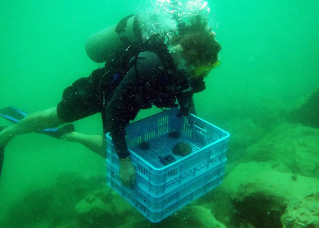 coral relocation
