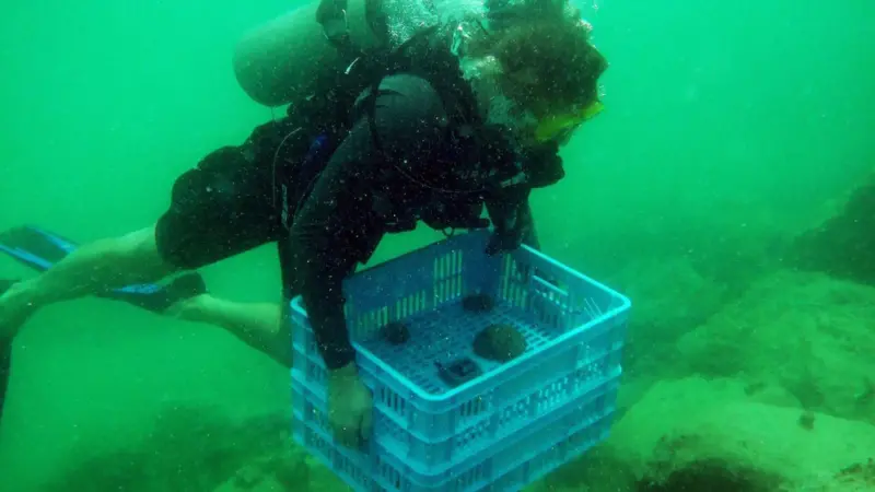 coral relocation