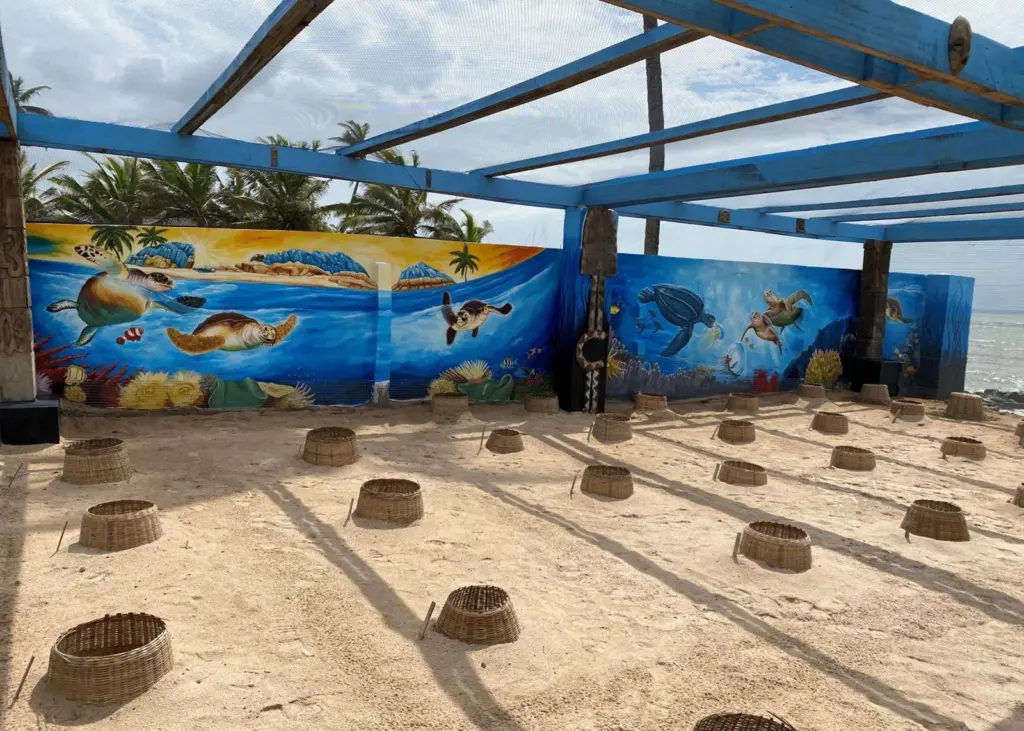 Bolloré Ports is setting up sea turtle hatcheries Photo: Bolloré Ports