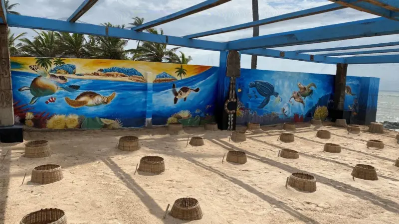 Bolloré Ports is setting up sea turtle hatcheries Photo: Bolloré Ports