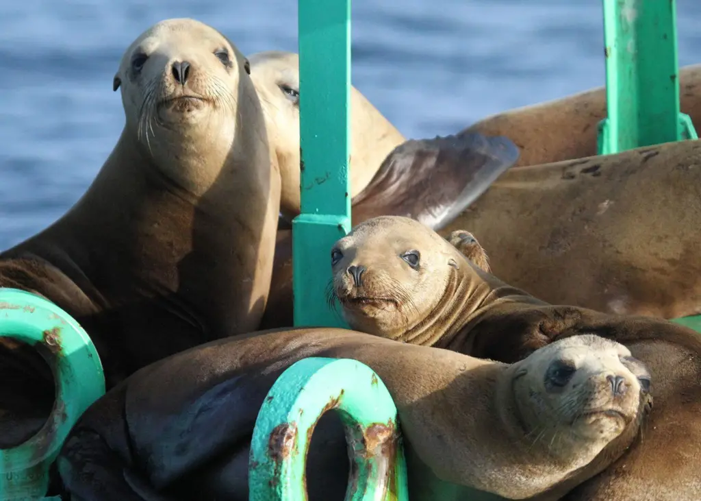 harbour seals