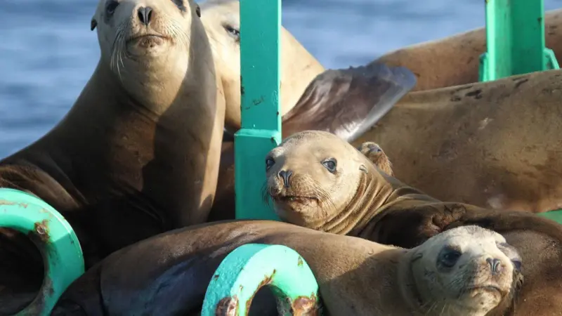 harbour seals