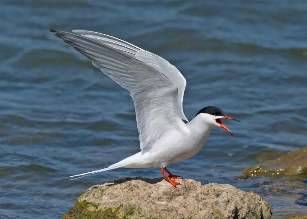 Peel Ports is helping create new areas of breeding habitat for seabirds such as the Common Tern Photo: Steve Young/Peel Ports