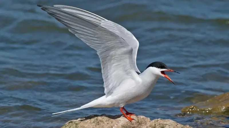 Peel Ports is helping create new areas of breeding habitat for seabirds such as the Common Tern Photo: Steve Young/Peel Ports